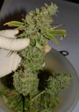Clones at 79 days fl top colas harvest 7.11 (16) (726x1024)