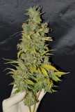 Clones at 79 days fl top colas harvest 7.11 (29) (692x1024)