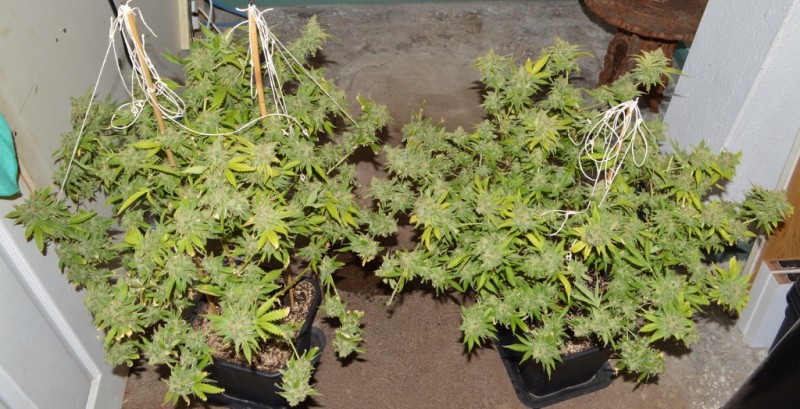 Clones at 79 days fl top colas harvest 7.11 (38) (1024x524)