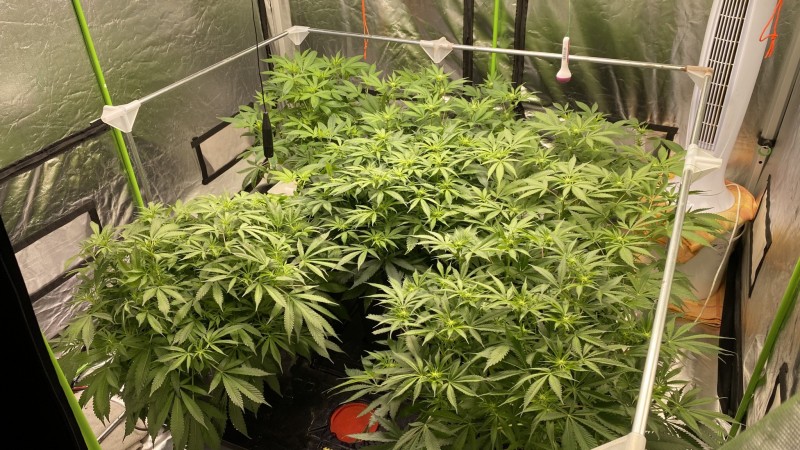 Multi strain