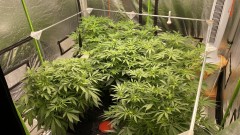 Multi strain