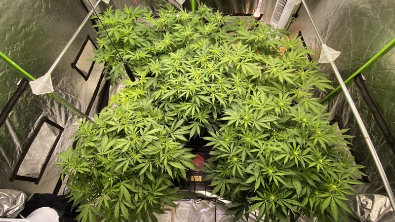 MS day 18