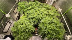 MS day 18