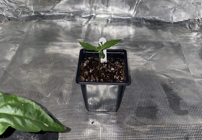 GC Bubblegum