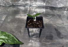 GC Bubblegum