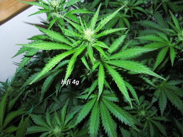 w2 (7)