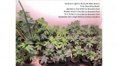 veg112021