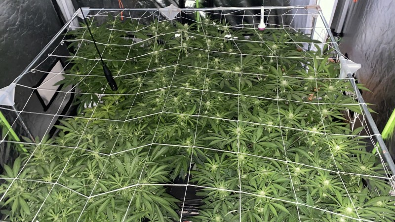 multi strain