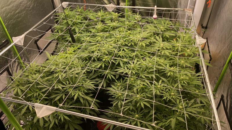 multi strain
