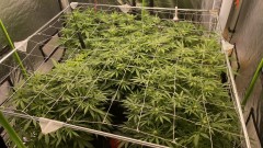 multi strain