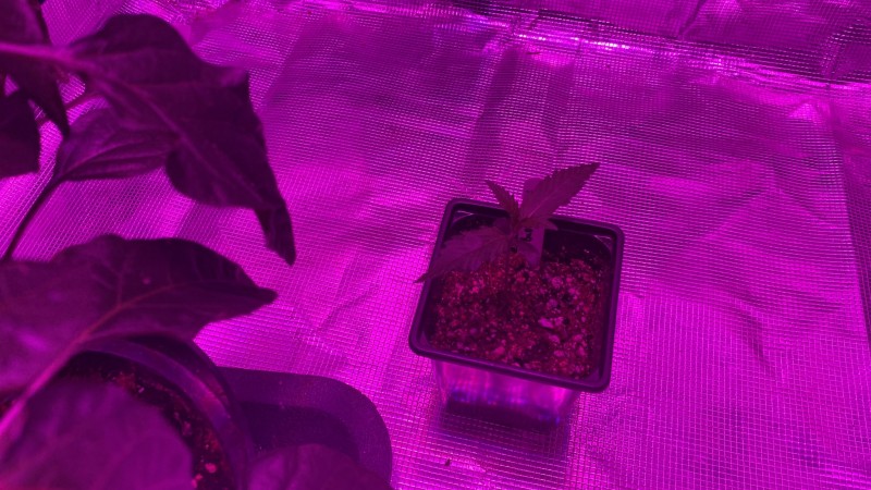 multi strain