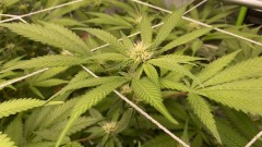 Multi strain