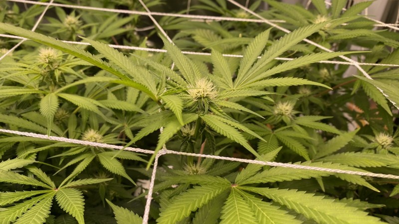 Multi strain