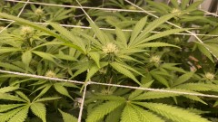 Multi strain