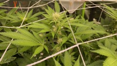 Multi strain