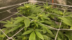 Multi strain