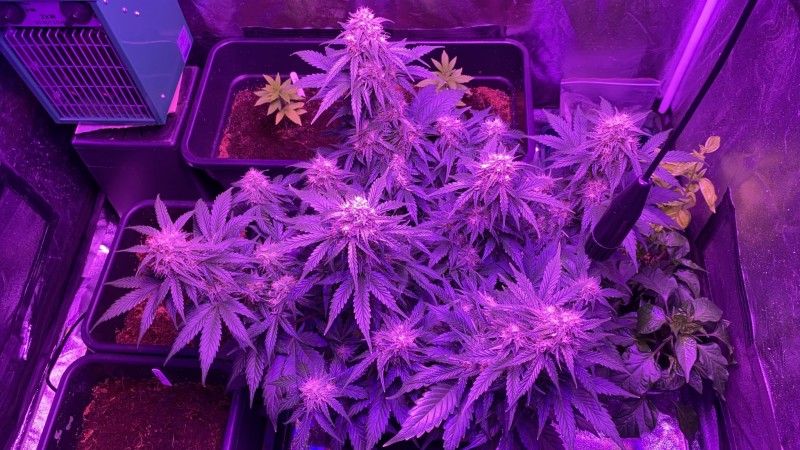 Multi strain