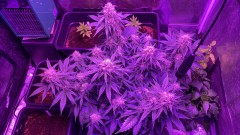 Multi strain