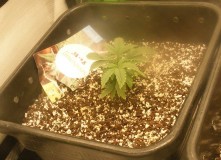 Auto Skunk