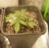 fastbuds