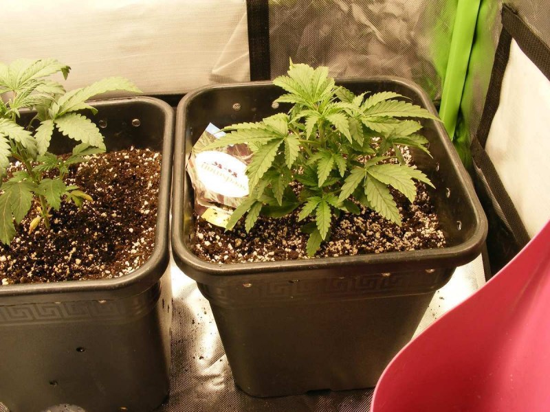 12-12-20180001-Auto Skunk