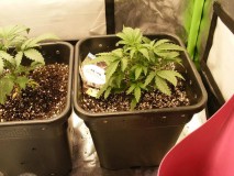12-12-20180001-Auto Skunk