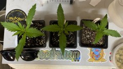 Multi strain
