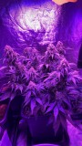 Multi strain