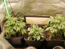 2021_0109special-soil20009