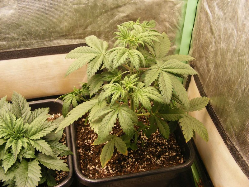 2021_0109special-soil20012