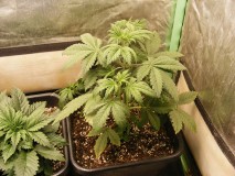 2021_0109special-soil20012