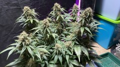 Amphetamine auto