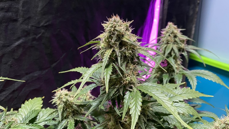 Amphetamine auto