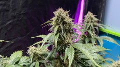 Amphetamine auto