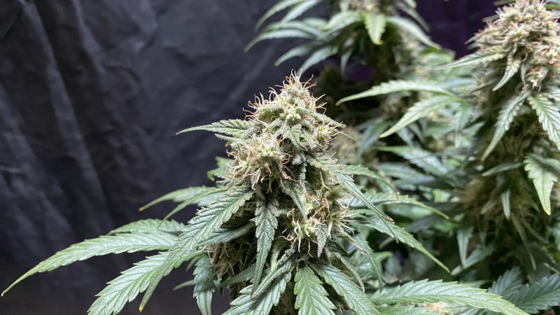 Amphetamine auto
