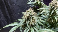 Amphetamine auto