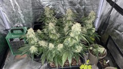 Cream of the crop