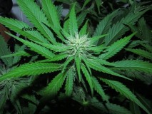 3 (7)
