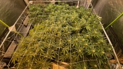 Multi Strain