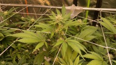 Multi Strain
