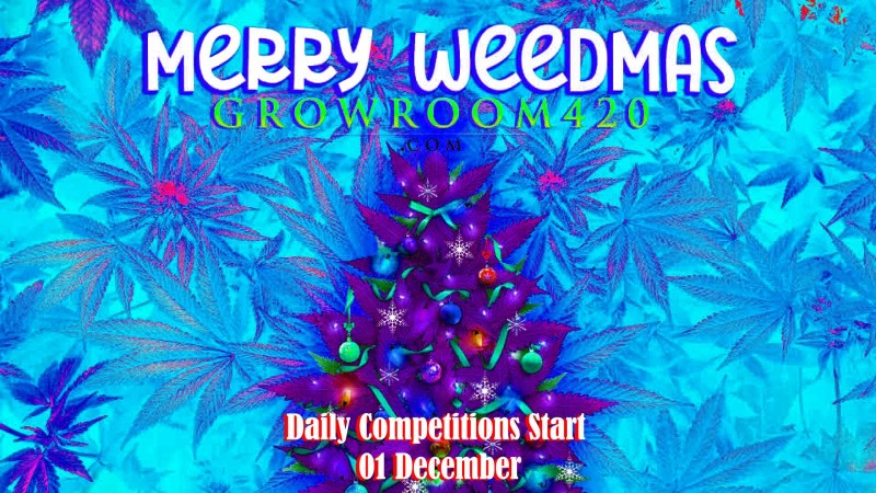 mn merry weedmas daily