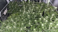 Multi strain