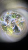 Amphetamine auto