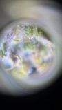 Amphetamine auto