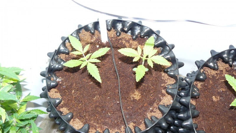drobes 03 12 21 004