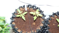 drobes 03 12 21 004