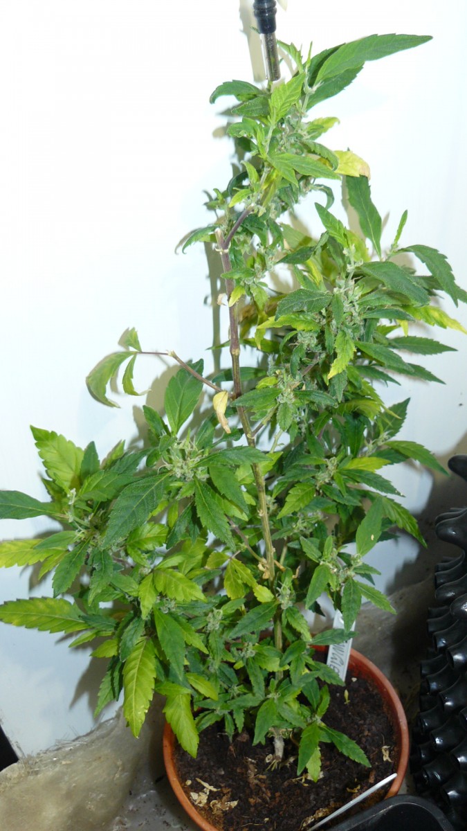 drobes 03 12 21 007