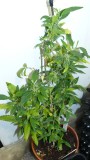 drobes 03 12 21 007