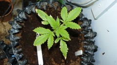 drobes 03 12 21 009