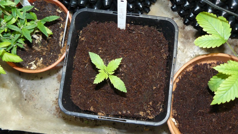 drobes 03 12 21 012